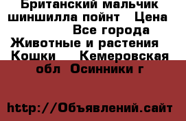 Британский мальчик шиншилла-пойнт › Цена ­ 5 000 - Все города Животные и растения » Кошки   . Кемеровская обл.,Осинники г.